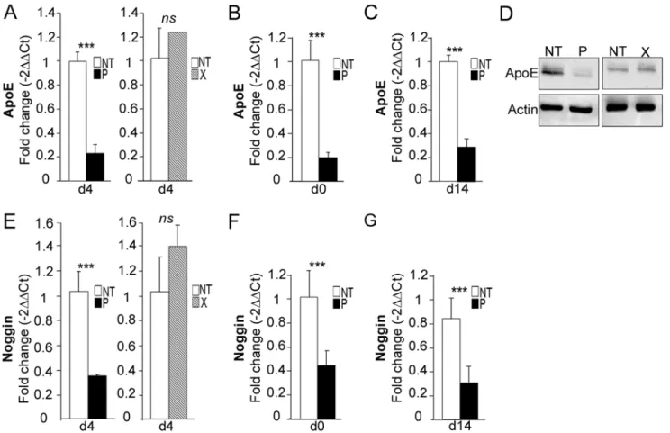 Fig 9. bdv-p alters the expression of ApoE and Noggin. bdv-p- and bdv-x-expressing-hNPCs and their matched NT controls were induced to differentiate for 0, 4 or 14 days before RNA and protein analyses