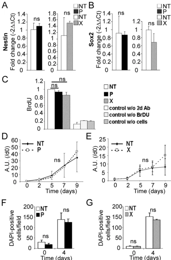 Fig 2. Expression of bdv-p or bdv-x gene does not alter hNPCs at the undifferentiated stage