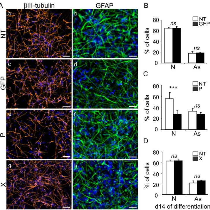 Fig 3. Expression of the bdv-p but not bdv-x gene in hNPCs impairs neuronal differentiation