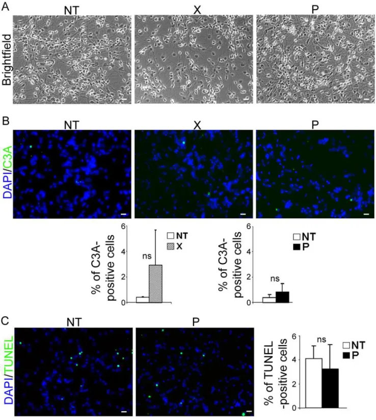 Fig 4. bdv-p expression does not induce cellular death in differentiated hNPCs. Transduced hNPCs expressing bdv-p or bdv-x genes and their matched NT controls were induced to differentiate for 14 days and observed by (A) phase-contrast microscopy