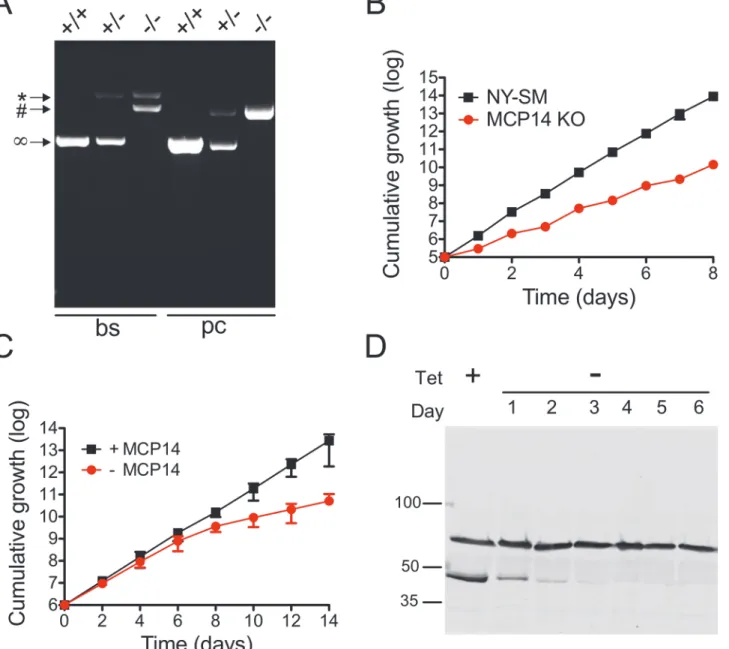 Fig 7. Analysis and growth of T. brucei bloodstream and procyclic form TbMCP14 (conditional) null mutants