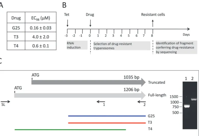 Fig 1. Screening of RNAi library and identification of TbMCP14. A) The concentrations of drugs killing 98% (EC 98 ) of T