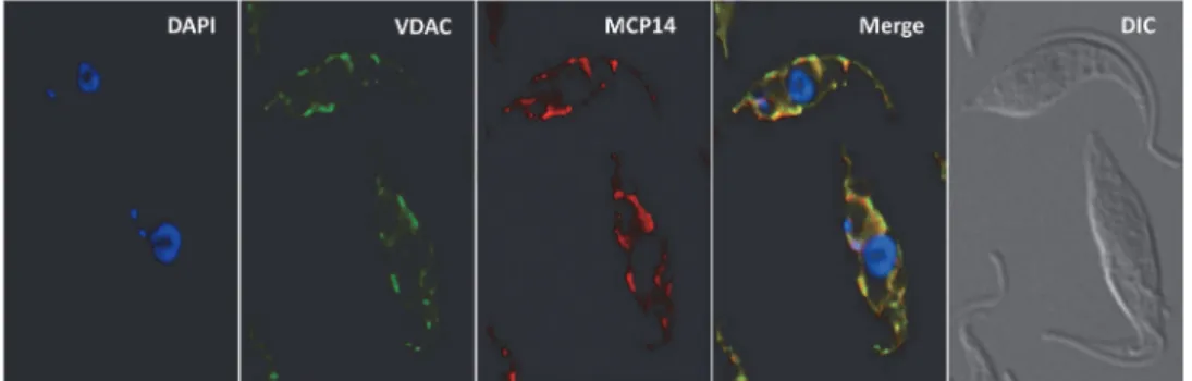 Fig 4. Localization of TbMCP14. T. brucei procyclic forms expressing cMyc-tagged TbMCP14 were fixed and stained for DNA with DAPI, anti-VDAC antibody as mitochondrial marker, and anti-cMyc to reveal TbMCP14