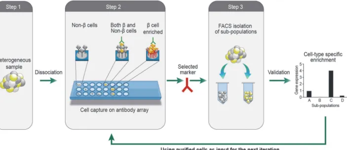Fig 1. Schematic depiction of the FCCS approach. An array of antibodies against cell-surface antigens is printed on a hydrogel coated glass slide