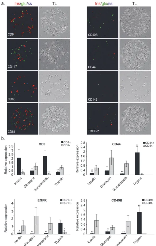 Fig 2. Identification and validation of markers for initial enrichment of specific cell types within human islets of Langerhans