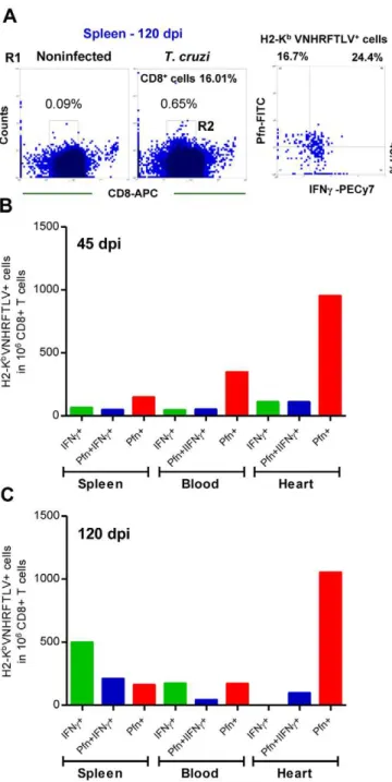 Table 3. Frequency of CD8 + IFNc + and CD8 + Pfn + coexpressing CCR5 and LFA-1 among peripheral blood cells during acute and chronic T