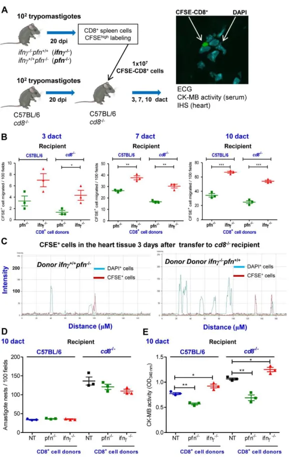 Figure 6. CD8 + cells from ifnc 2/2 pfn +/+ and ifnc +/+ pfn 2/2 infected mice differentially migrate to the cardiac tissue