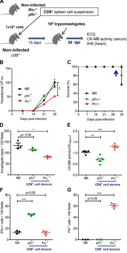 Figure 7. Distinct migratory behavior and effector function of CD8 + IFNc + and CD8 + Pfn + T-cells in T
