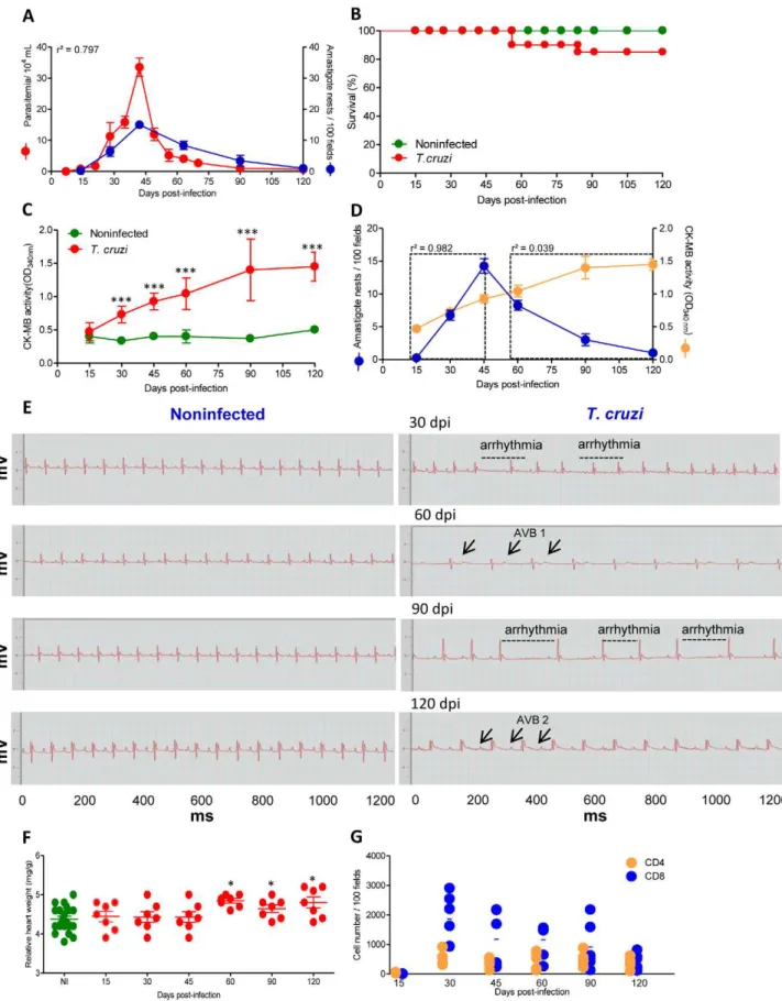 Figure 1. C57BL/6 mice infected with the Colombian strain of T. cruzi develop chronic cardiomyopathy