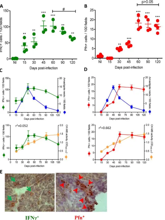 Figure 3. IFNc + and Pfn + cells differentially invade the cardiac tissue of T. cruzi -infected C57BL/6 mice