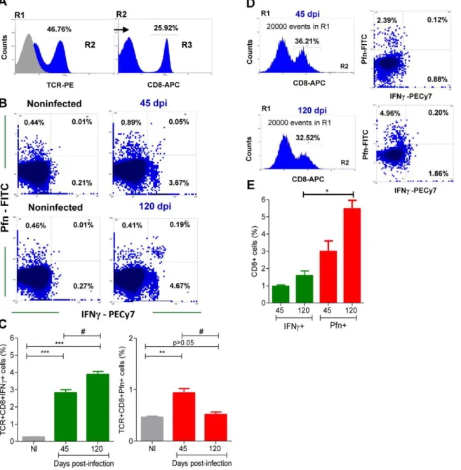 Figure 4. Segregation of CD8 + T-cells into IFNc + and Pfn + populations in T. cruzi infection