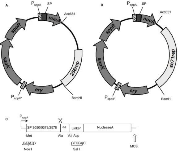 Figure 1. Schematic overview of the vectors used in this study. The 256 rep replicon in vector (a) was replaced by the SH71 rep replicon, resulting in vector (b)
