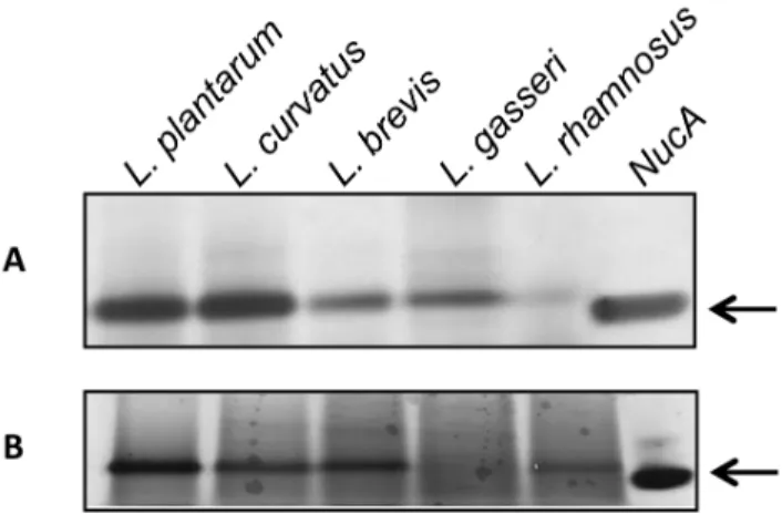 Figure 5. Silver-stained SDS-PAGE gel showing cell-free supernatants of various lactobacilli