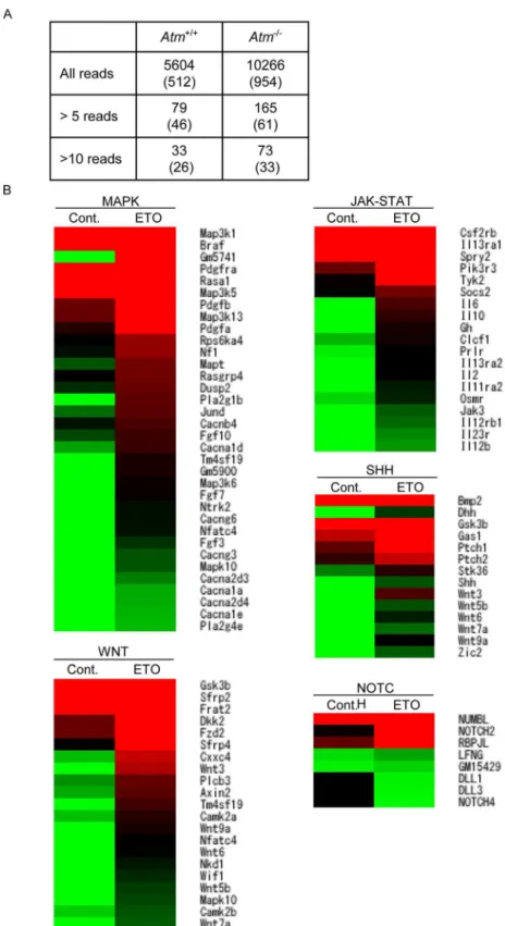 Fig 6. E13.5 pregnant wild-type mice were IP injected with saline or etoposide (0.5 mg/kg) on 3 consecutive days, and FL-HSCs were harvested for expression analysis 24 h after the final injection (E16.5)