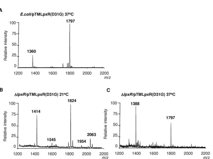 Figure 7. Presence of D31 in the active site pocket of Y. enterocolitica O:8 LpxR affects the deacylation activity of the enzyme.