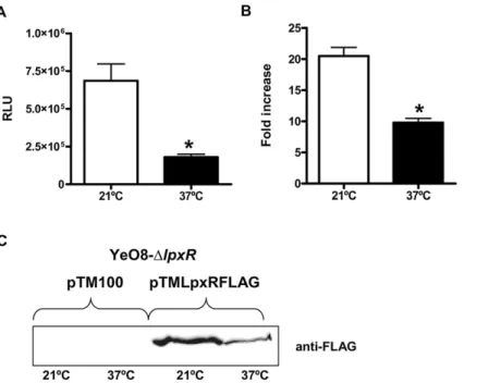 Figure 2. Temperature regulates the expression of Y. enterocolitica lpxR . (A) Analysis of the expression of lpxR by measuring luciferase activity of YeO8 carrying lpxR::lucFF transcriptional fusion, which was grown at 21uC (white bars) or 37uC (black bars