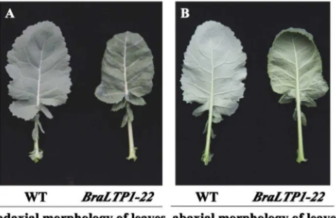 Figure 3. Cosegregation experiments of two 35S::BraLTP1 transgenic lines. (A) Phenotype of 5-week-old T1 plants segregating for BraLTP1- BraLTP1-20 and BraLTP1-22