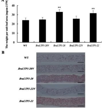 Figure 7. Overexpression of BraLTP1 promotes cell prolifera- prolifera-tion. (A) The weight of per unit leaf area of wild type (WT), BraLTP1-20 and BraLTP1-22 and their segregated negative controls BraLTP1-20N and BraLTP1-22N