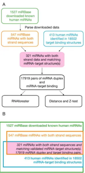 Figure 4C reveals that most of their similarity scores are above 0.7 (green color). Among all 249 guide strands of the selected 321 miRNA duplexes that have received more than one similarity scores, 78% have received more scores above 0.7 than below, and o