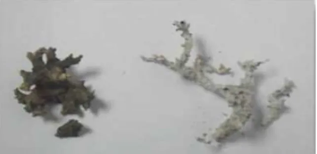Fig. 14. Fulgurites Formed in Bentonite (left)               and Sand (right) [5]. 