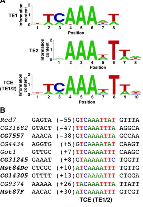 Figure 1. The TCE (TE1/2) and related sequences, TE1 and TE2. (A) Shown are DNA sequence logos of TE1, TE2, and TE1/2, which is identical to the previously defined TCE [29]