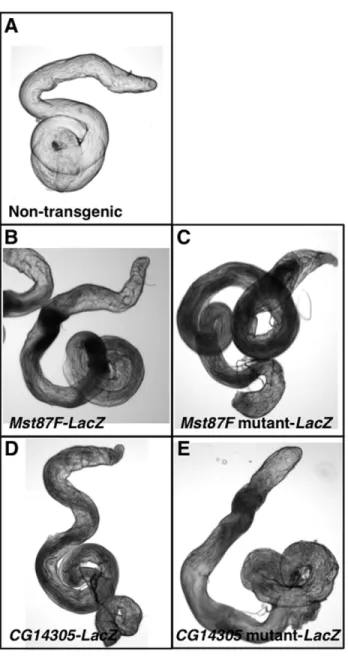 Figure 3. Mst87F and CG14305 promoter regions direct expres- expres-sion in testes. Shown is ß-gal activity staining of testes from (A) a  non-transgenic fly, (B) an Mst87F-LacZ non-transgenic fly, (C) an Mst87F  mutant-LacZ transgenic fly, (D) a CG14305-L
