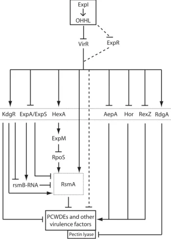 Figure 5. Schematic Model of the Hierarchical Relationships Between ExpI, Other Regulators and Virulence Factors in Pectobacterium 