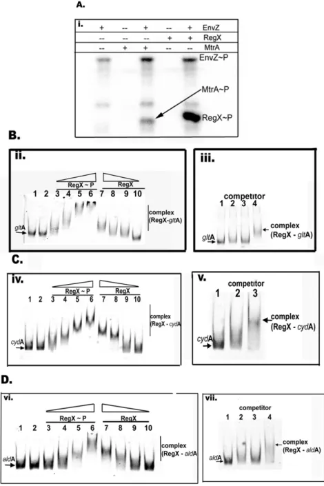 Figure 4. DNA binding activity of RegX3. (A) Phosphorylation of RegX3 by EnvZ. 1 mM EnvZ protein was incubated with 32 P-ATP for 5 min.