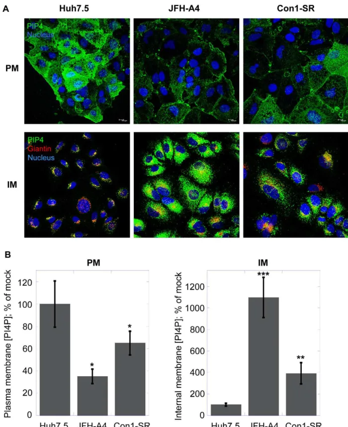 Figure 6. HCV impacts subcellular PI4P distribution. (A) Huh7.5 cells, JFH-A4 and Con1-SR cells were analyzed by confocal microscopy for the presence of PI4P (green) in the plasma membranes (PM, upper panel) or in the intracellular membrane (IM, lower pane