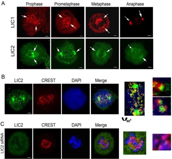 Fig 1. Localization of LICs in Mitosis. A) Confocal immunofluorescence images of Hela cells depicting the localization of LIC1 (red) and LIC2 (green), shown by arrows