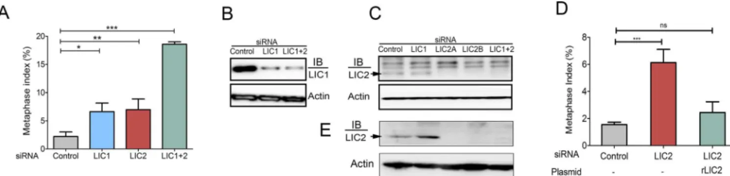 Fig 2. LIC2 is required for metaphase to anaphase progression. A) Metaphase index (% of total cells present in metaphase +/- SD) in Hela cells treated with respective siRNAs as indicated