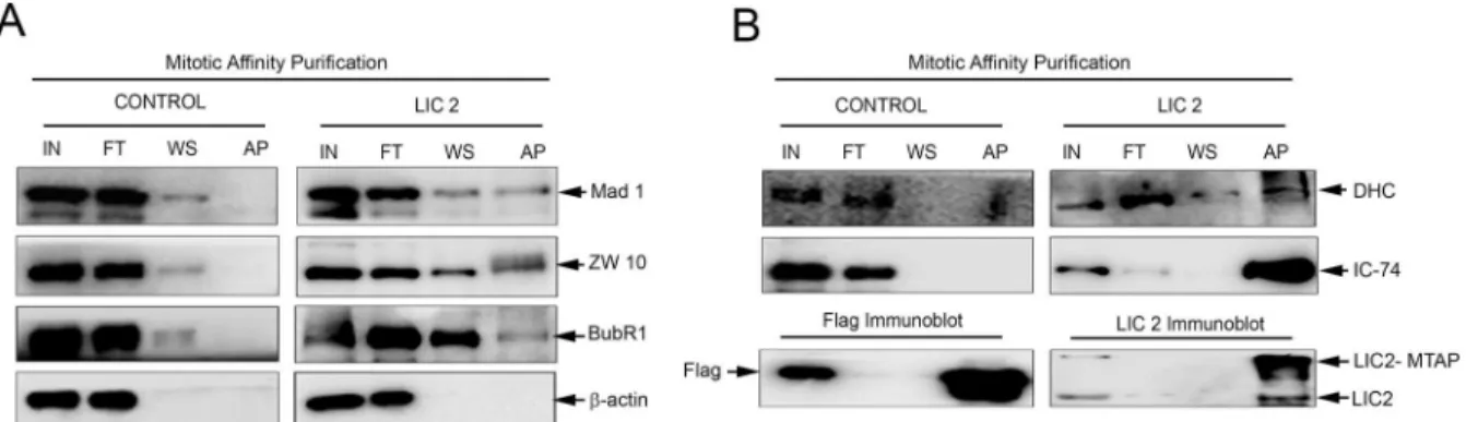 Fig 7. LIC2 biochemically interacts with key SAC proteins at metaphase. A) Western blots of affinity purified mitotic LIC2 (LIC2-MTAP) probing for interaction of SAC proteins Mad1, Zw10 and BubR1 (right panel), and with the empty tag control (left panel)