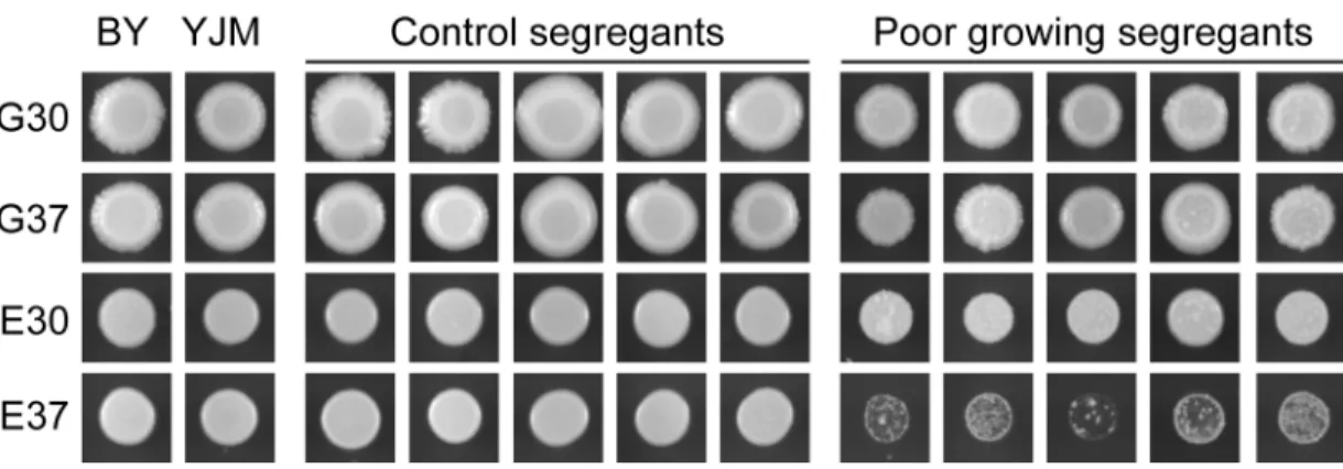 Fig 1). Although yeast is typically grown on glucose as the carbon source and at 30°C as the temperature (‘G30’), it can tolerate a broad range of environmental conditions, including other carbon sources and temperatures [10,11]