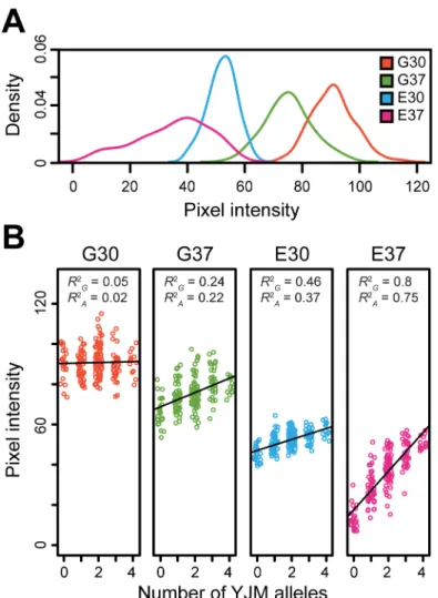 Fig 5. Analysis of growth among 192 random F 2 B 7 s across the four conditions. (A) Density plots of the median pixel intensities observed among segregants are plotted for each condition