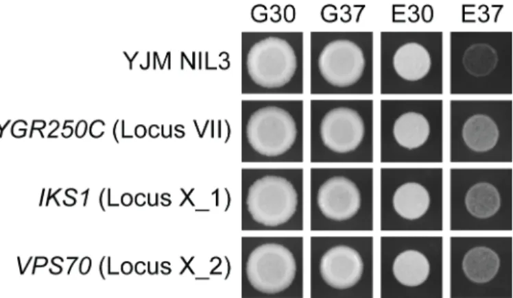 Fig 6. Identification of the causal genes underlying the Chromosome VII, X_1, and X_2 loci.