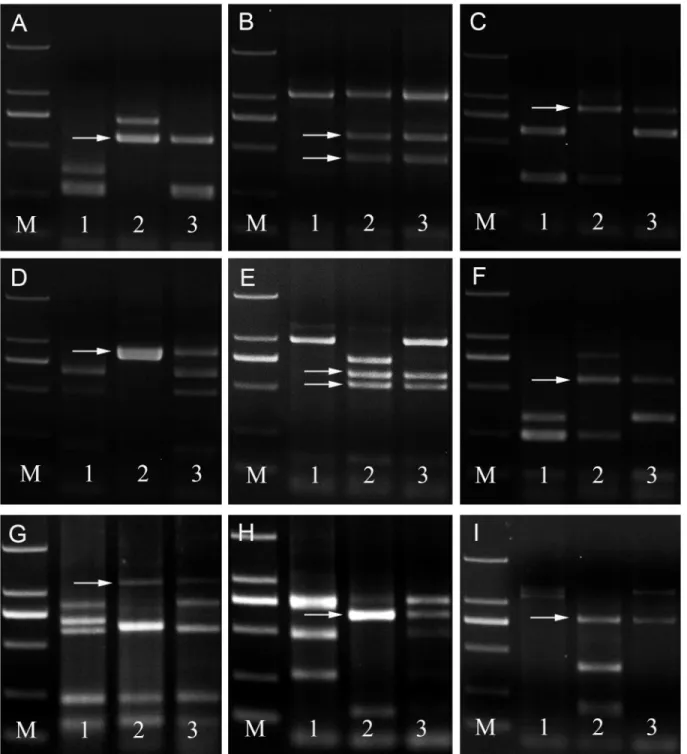 Fig 4. PLUG markers results of M11003-3-1-15-8. The arrow indicates an L. mollis specific band