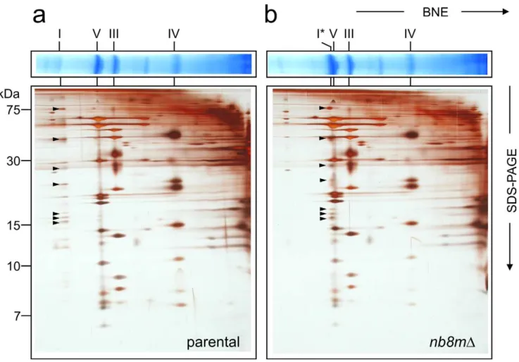 Figure 1. Deletion of subunit nb8m generates a distinct subcomplex. Mitochondrial membranes of parental (a) and nb8mD deletion (b) strain were separated on blue-native gels (BNE) and subsequently by SDS-PAGE