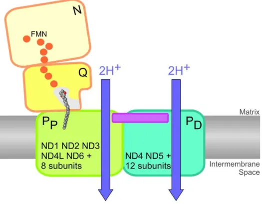 Figure 6. Schematic model of complex I and its pumping modules. Our data are consistent with the dissection of complex I into four functional modules [6] and allow the assignment of subunits and proton pumps to the proximal (P P , green) and distal (P D , 