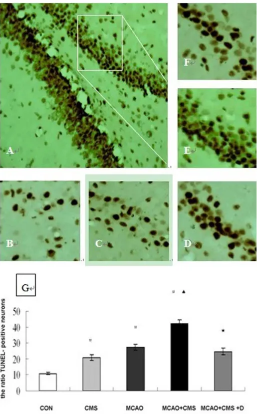 Figure 1. Chronic mild stress increases the number of hippocampal dentate gyrus TUNEL-positive neurons after ischemia in rat.