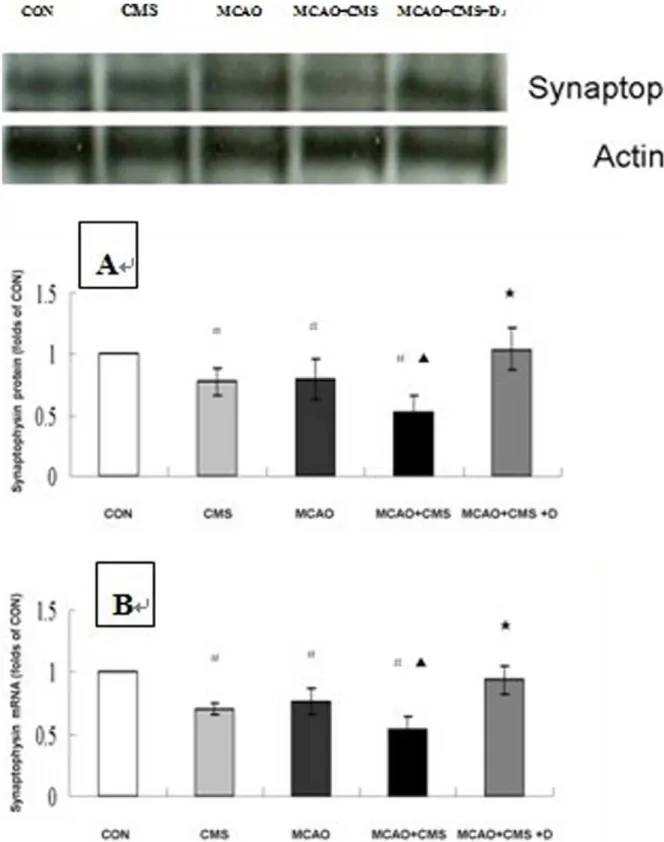 Figure 3. Synapse-related gene synaptophysin in the dentate gyrus of adult ischemic rats in response to chronic mild stress and the effects of gamma-secretase inhibitor