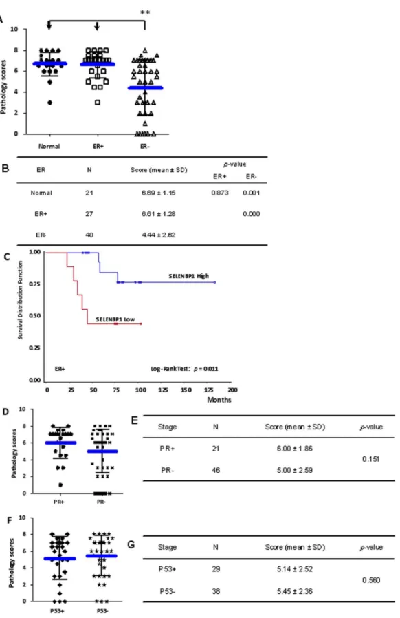 Figure 3. The Correlation of SELENBP1 Expression with ER, PR, and TP53 in Breast Cancer Tissues