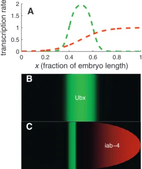 Figure 6. Model for Sharpening of ubx Expression Boundaries by iab-4 (A) The assumed transcription profiles of ubx (green) and iab-4 (red).