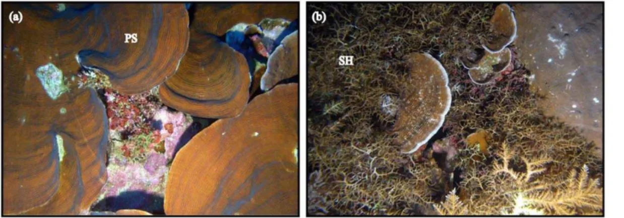 Figure 4. Depth-generalist corals occurring in shallow to deep habitats at Scott Reef