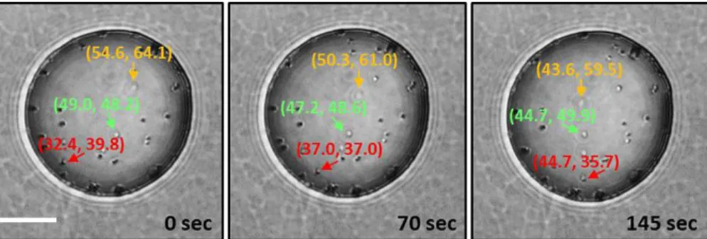 Figure 2. Optical images of SOM particles (Isoprene sample 3 in Table 1) at 80 % RH recorded during a typical bead-mobility experiment