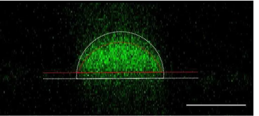 Figure 5. Side-view image of isoprene-derived SOM recorded with a confocal fluorescence microscope (Leica SP5II, 10× objective)
