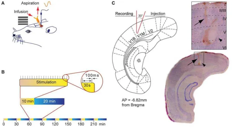Figure 1. Design of the experiment. (A) Schematic diagram illustrating the chronic implantation of the recoding electrode in V1 and the push- push-pull cannula guide as well as the lateral stimulation of the retina with a horizontal grating displayed on a 