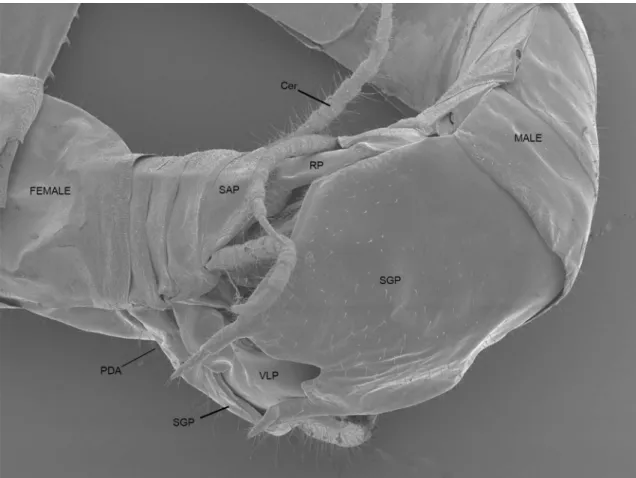 Fig 4. Scanning electron micrograph showing external interaction between male and female C