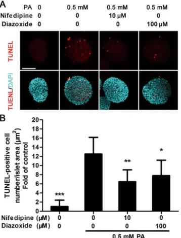 Fig 7. Nifedipine and diazoxide reduced cell apoptosis in PA-impaired islets. (A) Cultured islets were treated with PA in the presence/absence of different compounds for 48 h, then TUNEL staining was performed