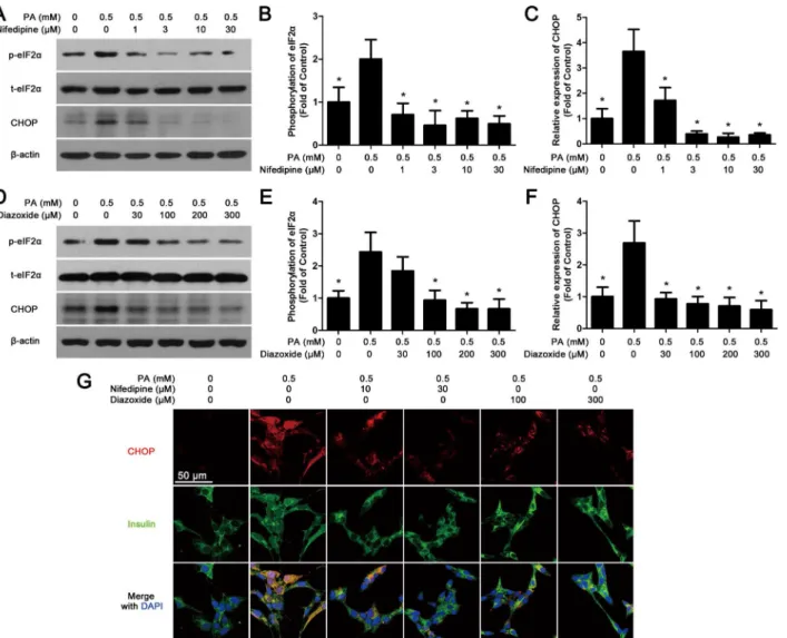 Fig 3. Nifedipine and diazoxide attenuate PA-activated ER-stress. (A) After MIN6 cells were co-treated with nifedipine and 0.5 mM PA for 48 h, the phosphorylation of eIF2α and the expression of CHOP were detected by western blot