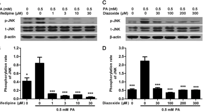 Fig 5. Nifedipine and diazoxide suppressed PA-induced phosphorylation of JNK. (A) After MIN6 cells were treated in 0.5 mM PA with/without different concentration of nifedipine for 48 h, the phosphorylation of JNK was detected by western blot